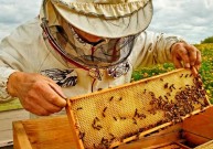 Kodėl ne visi bičių pikio produktai vienodai veiksmingi?