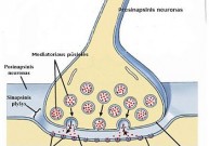 Neuronų jungtis (sinapsė)