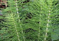 Asiūklių žolė (Equiseti herba)