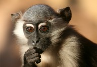 ​Erekcijos sutrikimo gydymas: nuo negyvėlio pirštakaulio iki persodintų beždžionės sėklidžių
