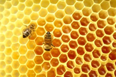 bičių žiedadulkės erekcijai