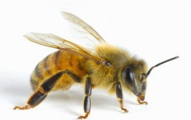 Kaip elgtis puolant bitėms, širšėms, vapsvoms ir kamanėms