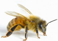 Kaip elgtis puolant bitėms, širšėms, vapsvoms ir kamanėms