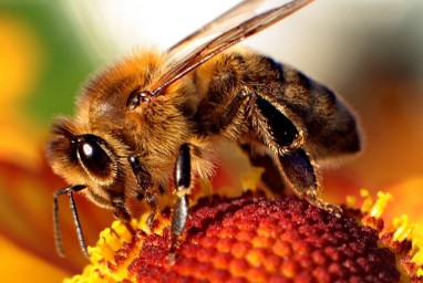 Įgėlus bitei galima numirti per 15 minučių