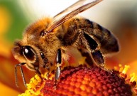 Įgėlus bitei galima numirti per 15 minučių
