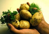 Bulvių kaukių stebuklai