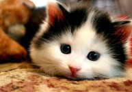 Katės platina blusas, o jos – ligas