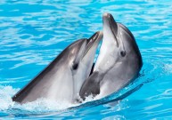 Delfinams nebaisus diabetas