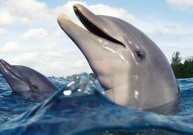 Delfinų terapija – vaistas ir suaugusiesiems, ir vaikams