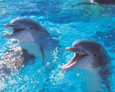 Delfinų terapija – vaistas ir suaugusiesiems ir vaikams
