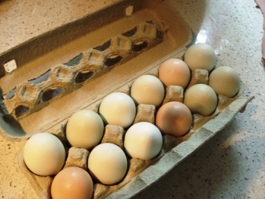 Pradžiamokslis vartotojams: koks kiaušinis yra sveikas?