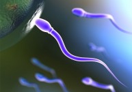 Kaip spermatozoidai gyvena moters organizme