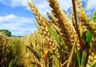 Lietuva pritaria siūlymui leisti ES šalims pačioms spręsti, ar auginti GMO