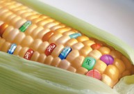 Komercinei rinkai jau paruošti genetiškai modifikuoti upėtakiai