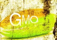 Žalieji perspėja: genetiškai modifikuoti rapsai pavojingi