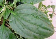 Gysločio lapai (Plantaginis folium)