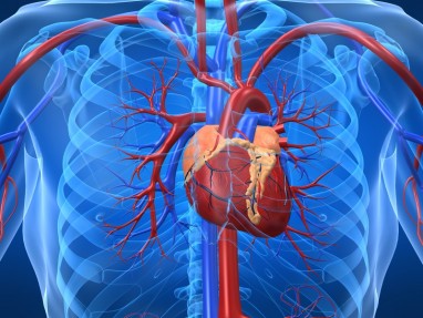širdies sveikatos širdies ir kraujagyslių mankštos apibrėžimas)