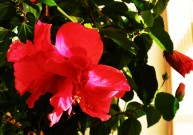 Hibiskų žiedai (Kinrožė)Hibiscus rosa - sinensis