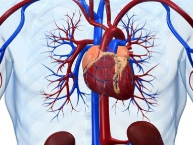 mineralai širdies sveikatai kaip išvengti hipertenzijos
