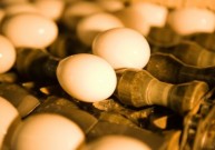 Kiaušinio lukštas – kalcio šaltinis