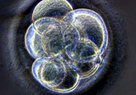 Hibridinių embrionų kūrėjams - užuominos apie mirtiną virusą