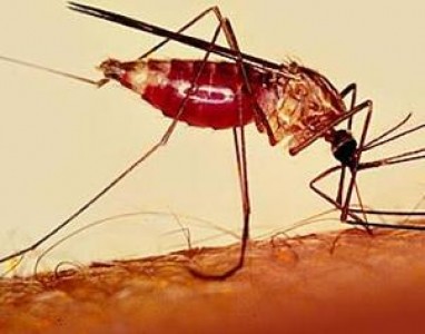 Šiais metais didesnis maliarijos pavojus