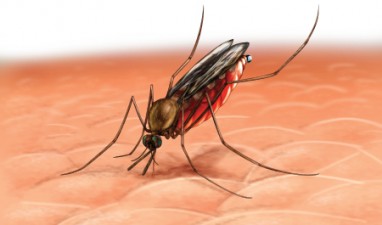 Dirbtinė gėlelė sustabdys maliarijos epidemiją