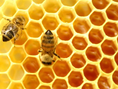 Medus gerina atmintį ir mažina nerimo lygį