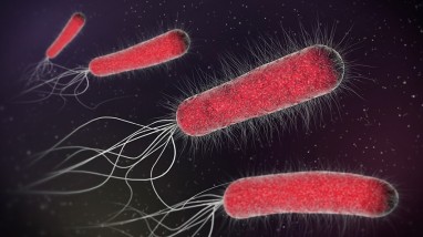 Lenkijoje išaiškintas trečiasis užsikrėtimo E.coli atvejis