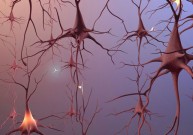 Mokslininkai surado būdą kaip galima atstatyti nervines ląsteles
