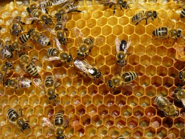 Propolis nuo ligų saugo ir bites, ir žmones