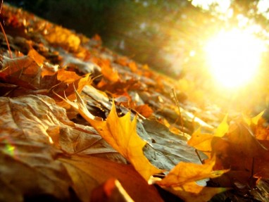 Pirmosios rudens savaitės – kritinis metas