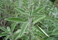 Šalavijų lapai (Salviae Folium)