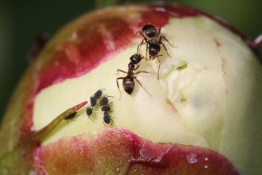 skruzdžių erekcijos priemonė kaip likti be varpos