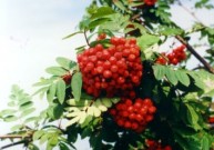 Šermukšnių vaisiai (Aucuparia Fructus)
