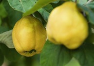 Svarainis - lietuviškoji citrina
