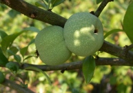 Svarainis — lietuviška citrina