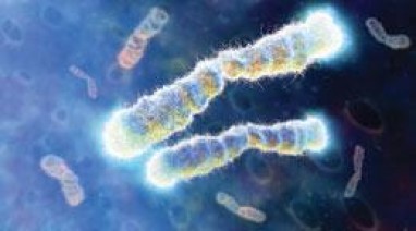 Nustatytas kritinis žmogaus telomerų ilgis