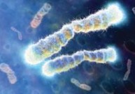 Nustatytas kritinis žmogaus telomerų ilgis