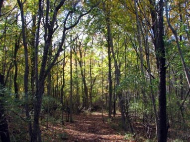 Stebuklinga terapija – pasivaikščiojimas miške