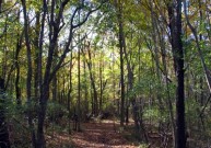 Stebuklinga terapija – pasivaikščiojimas miške