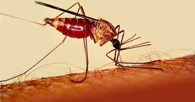 Sukurtas naujas vaistas nuo maliarijos