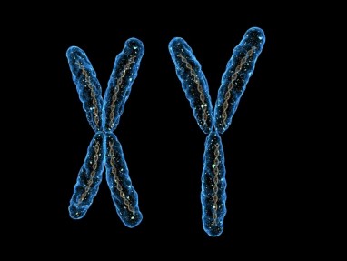 Genetinė inžinerija "sutvarko" trapią X chromosomą