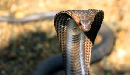 Ar kobros nuodai padės išgydyti kempinligę?