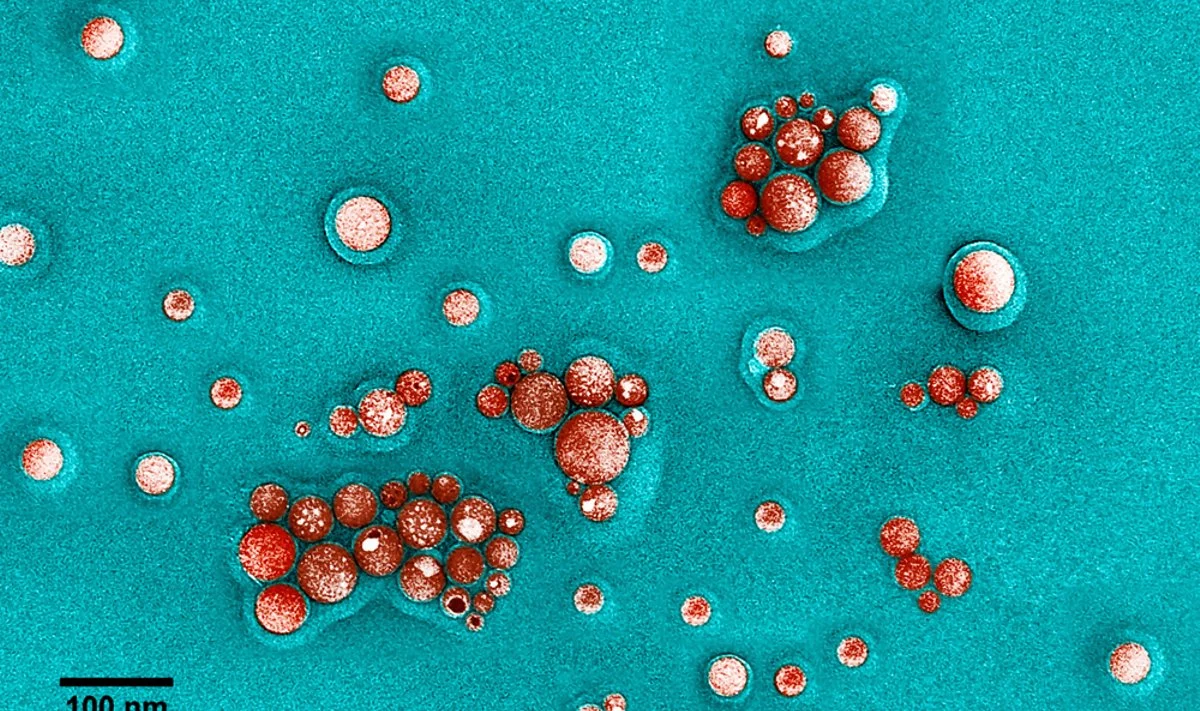 Nanodalelės padės organizme pristatyti vaistus