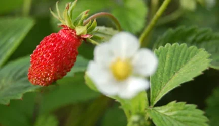 Prinokusiose miško uogose – sveikata