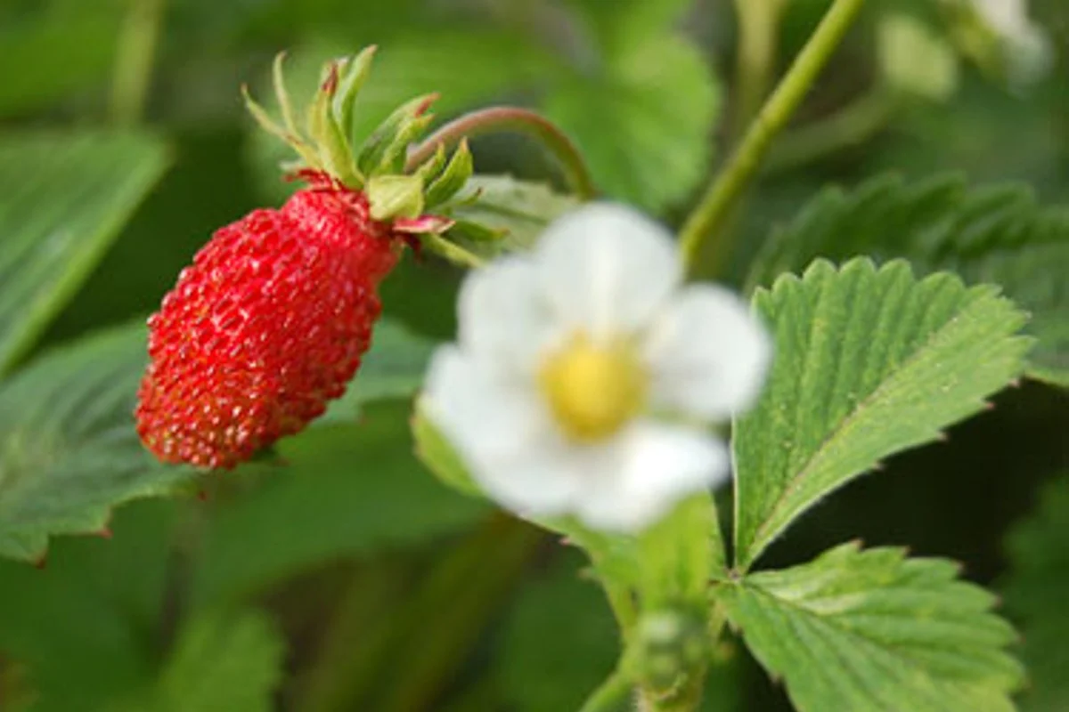 Prinokusiose miško uogose – sveikata