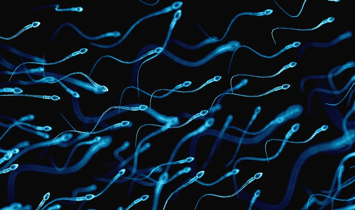 Spermatozoidai gali „jausti” kryptį, sako mokslininkai