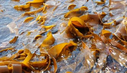 Uždrausta realizuoti maisto papildus „Laminarija”