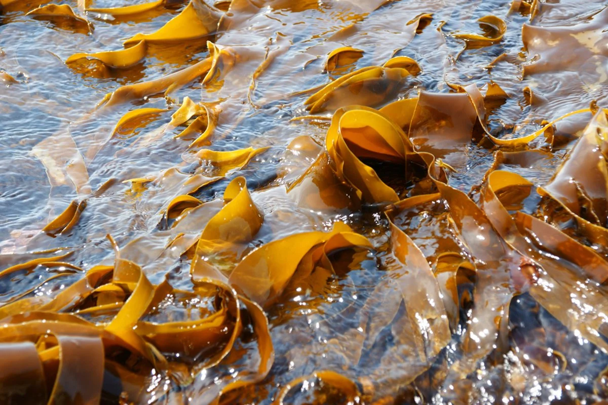 Uždrausta realizuoti maisto papildus „Laminarija”